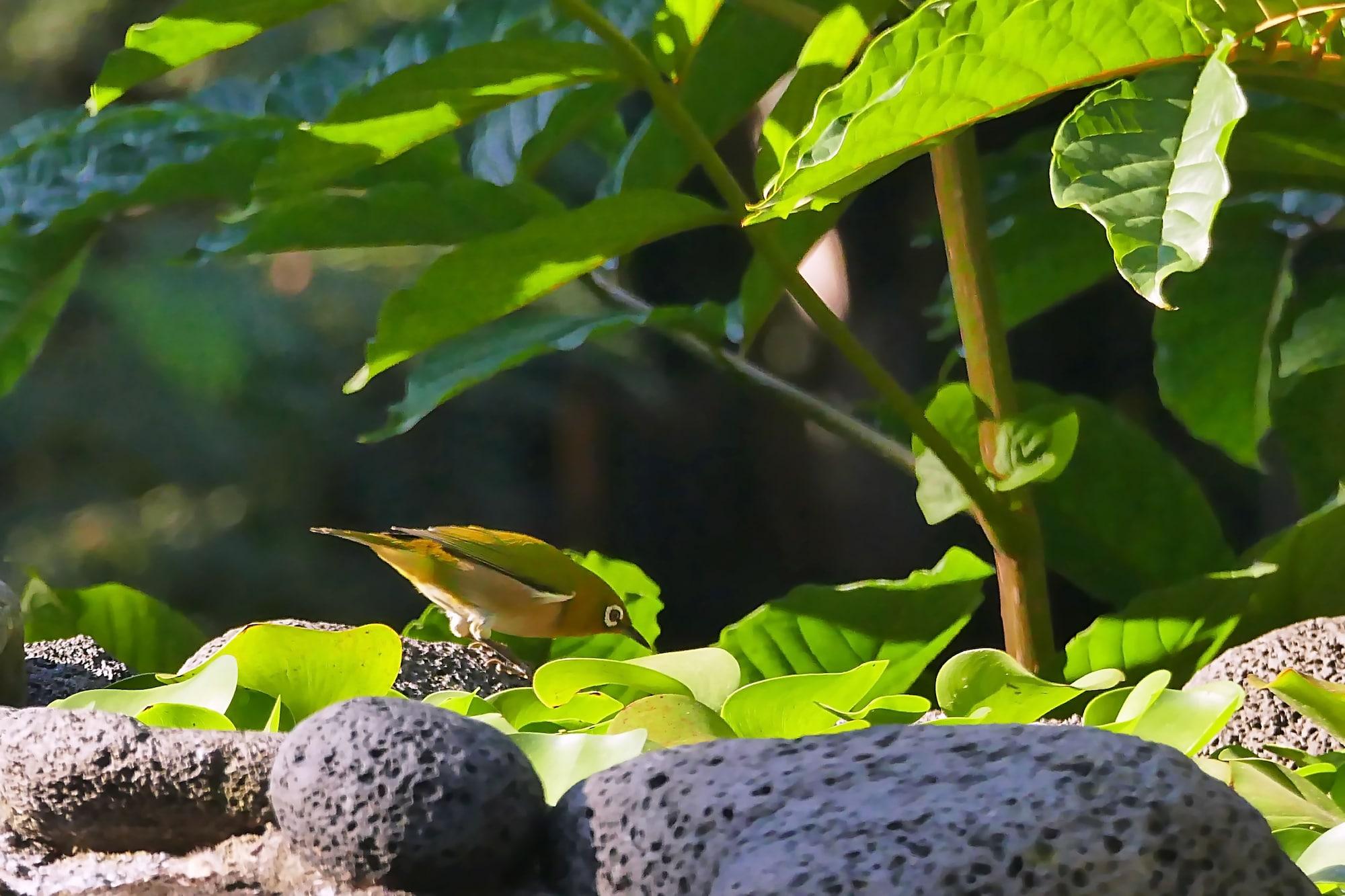 Hale Maluhia Country Inn Kailua-Kona Zewnętrze zdjęcie